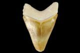 Serrated, Fossil Megalodon Tooth - Florida #122554-2